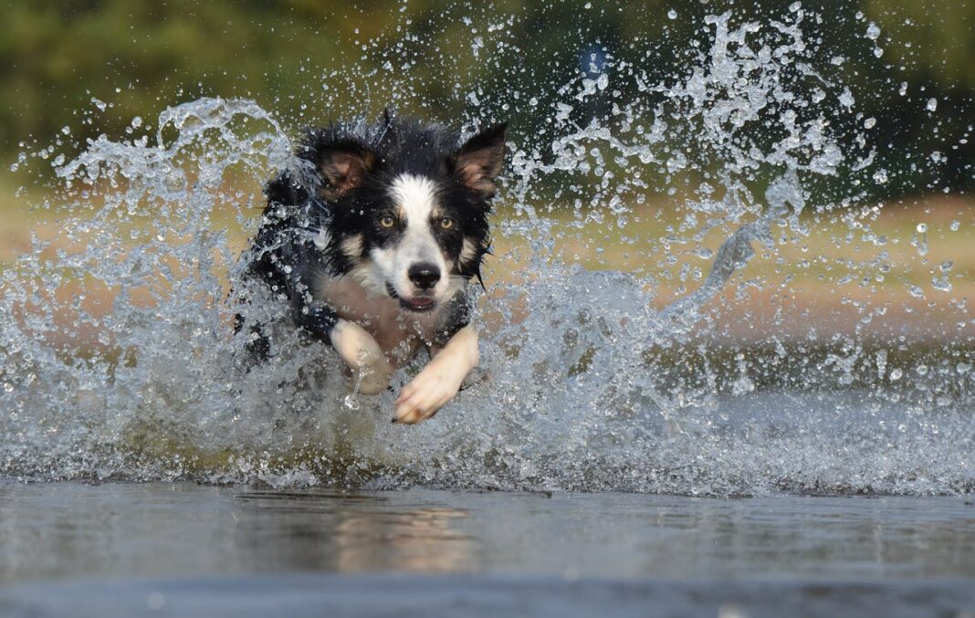 border-collie-jump-water-british-sheepdog-37860-37860.jpg